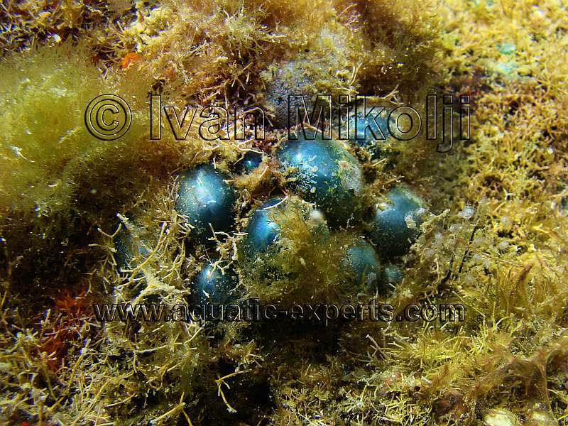 Ventricaria ventricosa